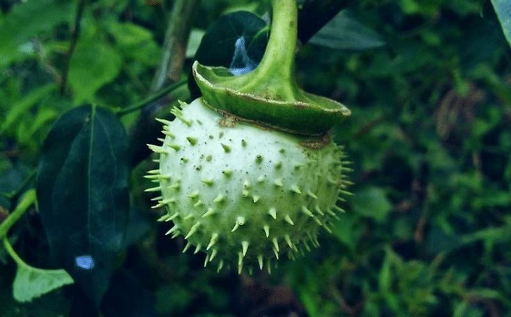 efek samping makan buah kecubung